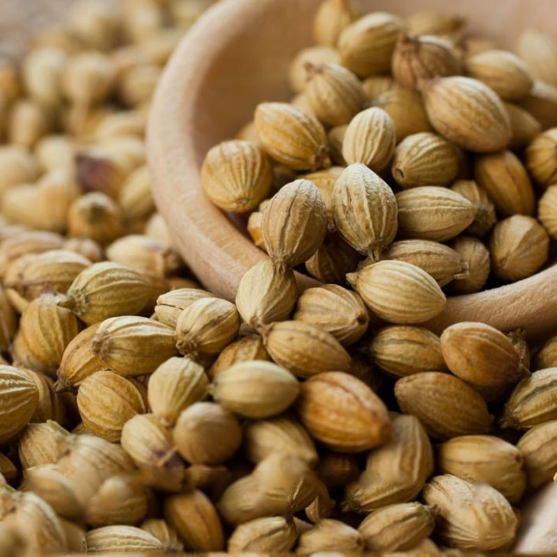 Coriander Seeds Manufacturer,Exporter,Supplier in India Coriander Seeds Manufacturer,Exporter,Supplier in India