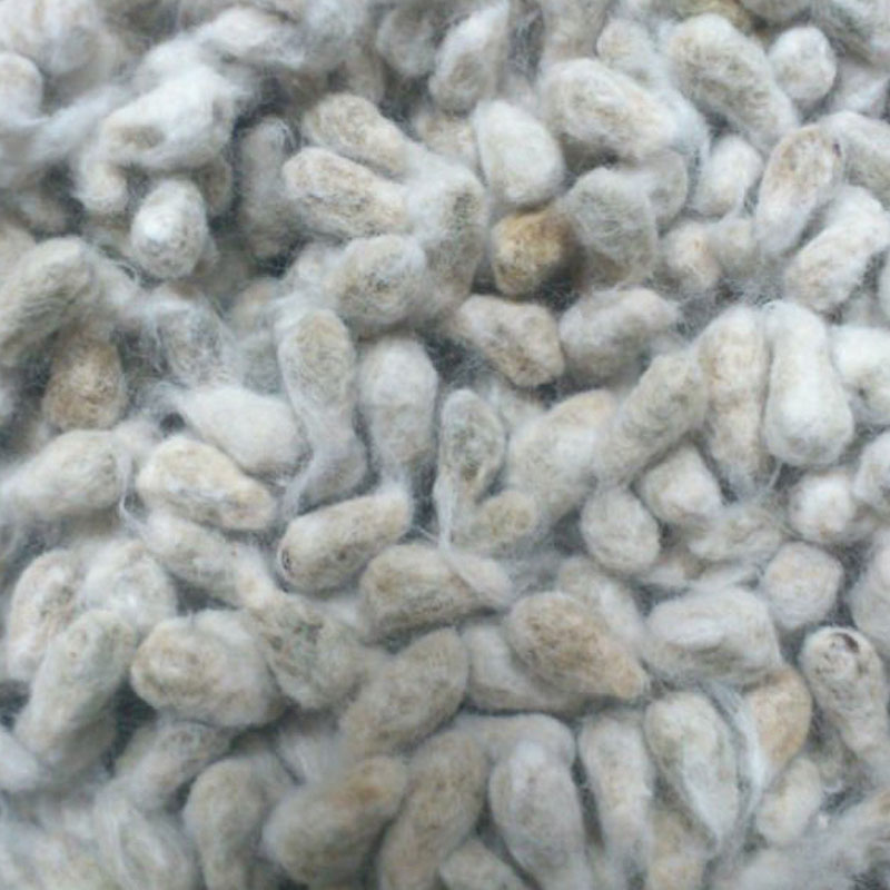 Cotton Seeds Manufacturer,Exporter,Supplier in India