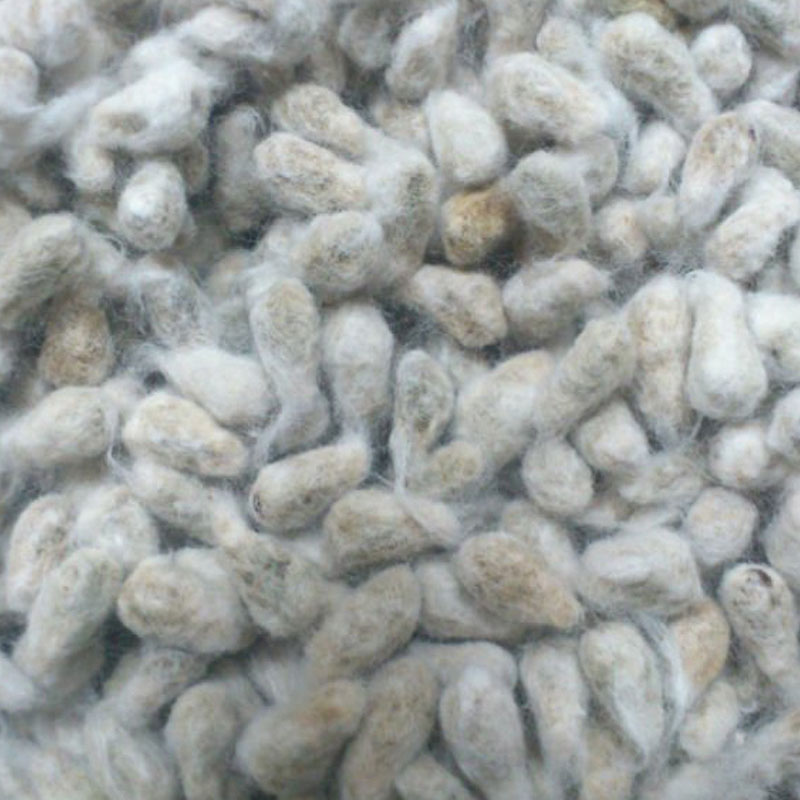 Cotton Seeds Manufacturer,Exporter,Supplier in India Cotton Seeds Manufacturer,Exporter,Supplier in India