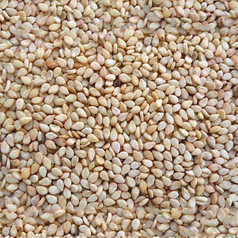 Natural Sesame Seeds Manufacturer,Exporter,Supplier in India