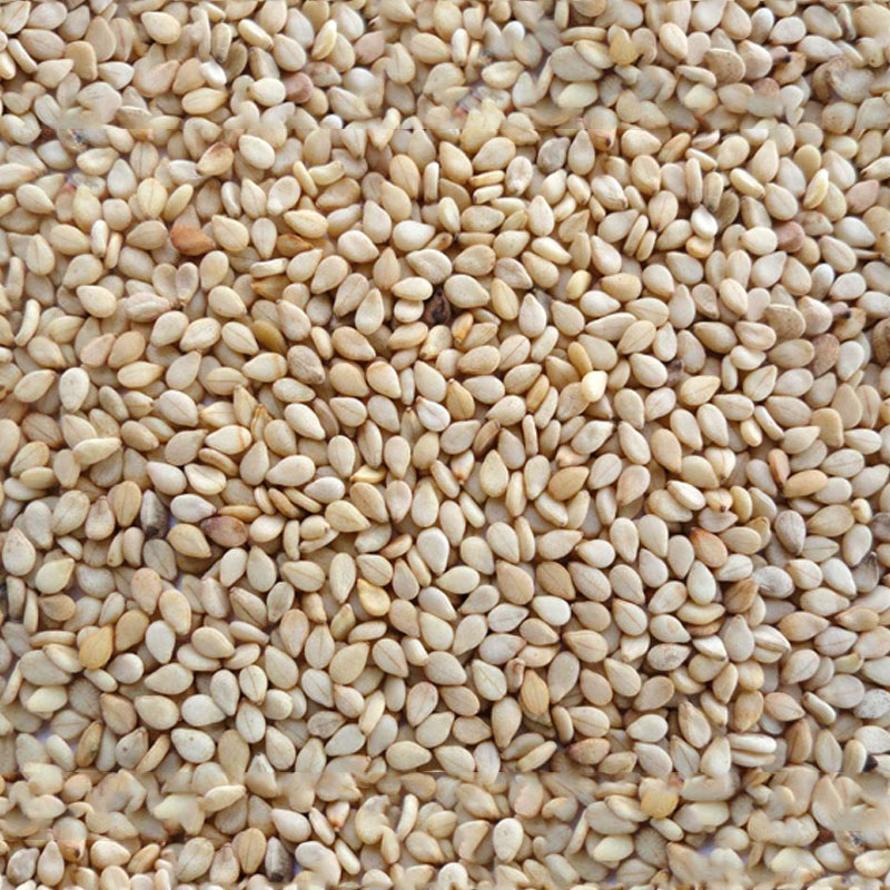 Natural Sesame Seeds Manufacturer,Exporter,Supplier in India Natural Sesame Seeds Manufacturer,Exporter,Supplier in India