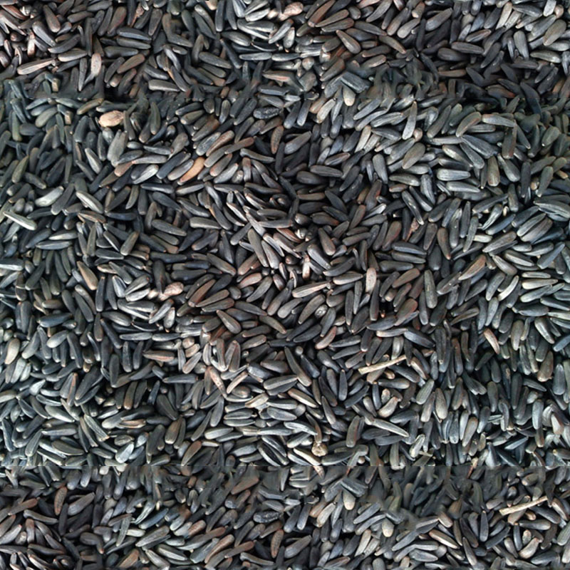 Niger Seeds Manufacturer,Exporter,Supplier in India Niger Seeds Manufacturer,Exporter,Supplier in India