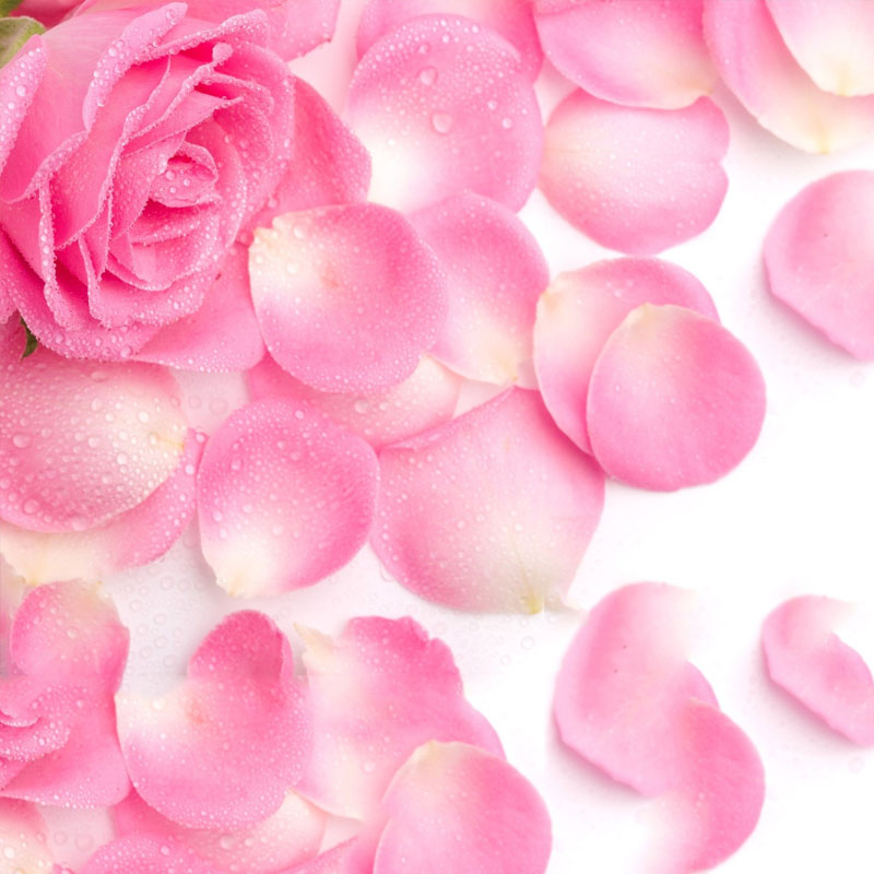 Rose Petal - Get Best Price from Manufacturers & Suppliers in India