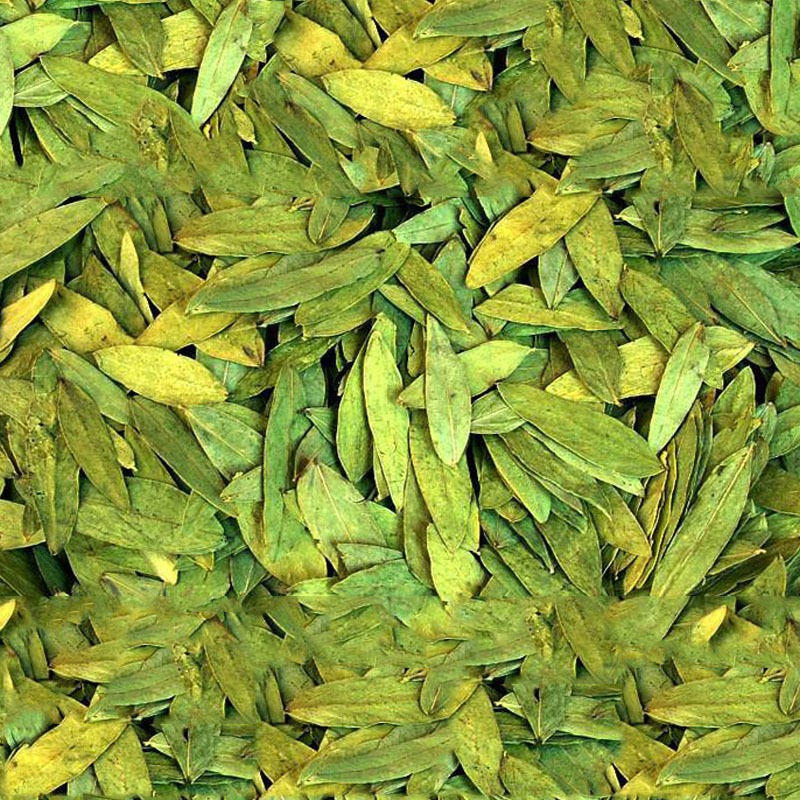 Senna Leaves Manufacturer,Exporter,Supplier in India Senna Leaves Manufacturer,Exporter,Supplier in India